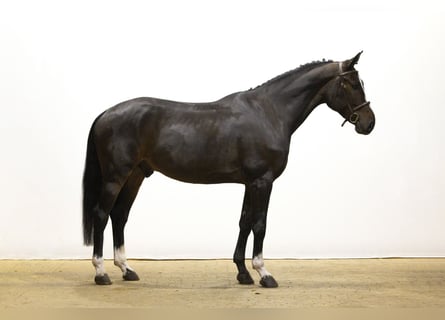 Zangersheider, Wallach, 4 Jahre, 165 cm, Dunkelbrauner Zangersheider, Wallach, 4 Jahre, 165 cm, Dunkelbrauner