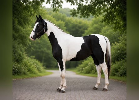 Zangersheider, Wallach, 4 Jahre, 165 cm, Schecke