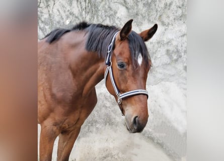 Zangersheider, Wallach, 4 Jahre, 166 cm, Brauner