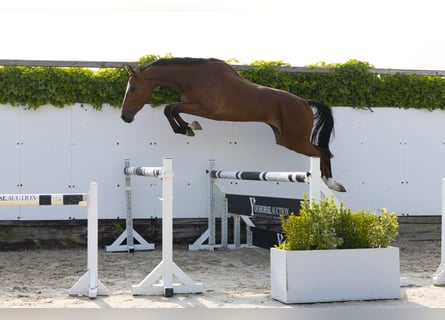 Zangersheider, Wallach, 4 Jahre, 166 cm, Fuchs