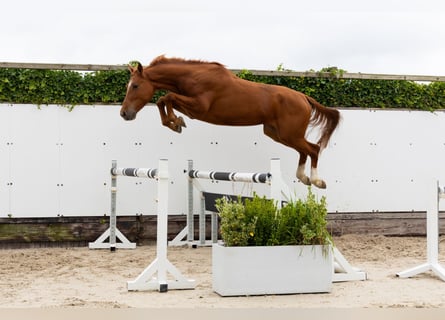 Zangersheider, Wallach, 4 Jahre, 167 cm, Fuchs