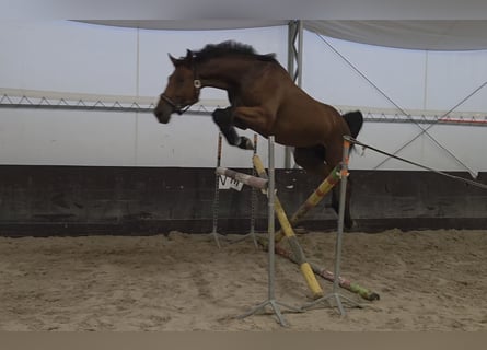 Zangersheider, Wallach, 4 Jahre, 167 cm, Rotbrauner