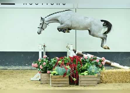 Zangersheider, Wallach, 4 Jahre, 168 cm, Schimmel