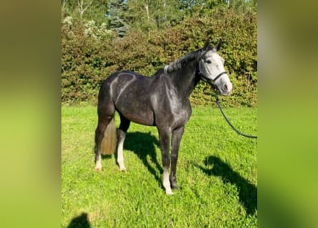 Zangersheider, Wallach, 4 Jahre, 168 cm, Schimmel