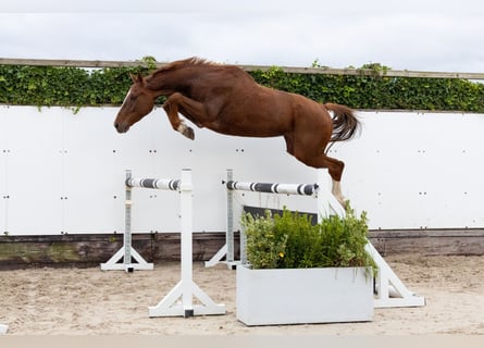 Zangersheider, Wallach, 4 Jahre, 169 cm, Dunkelfuchs