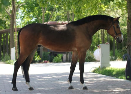 Zangersheider, Wallach, 4 Jahre, 170 cm, Brauner