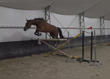 Zangersheider, Wallach, 4 Jahre, 170 cm, Brauner