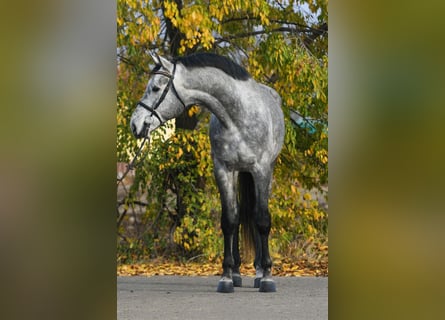 Zangersheider, Wallach, 4 Jahre, 171 cm, Schimmel