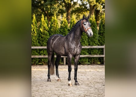 Zangersheider, Wallach, 4 Jahre, 172 cm, Apfelschimmel