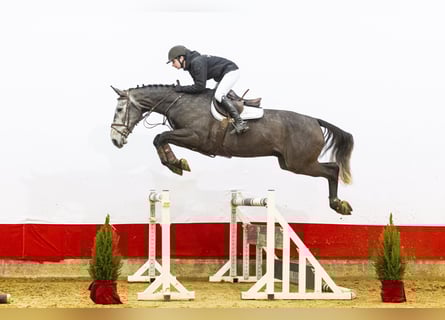 Zangersheider, Wallach, 4 Jahre, 172 cm, Schimmel