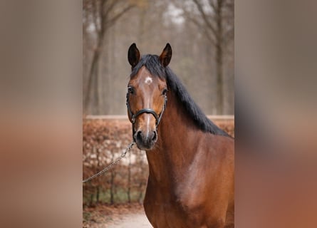 Zangersheider, Wallach, 4 Jahre, 174 cm, Brauner