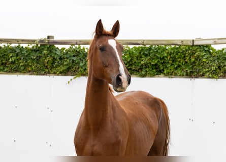Zangersheider, Wallach, 4 Jahre, 174 cm, Fuchs