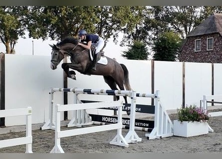 Zangersheider, Wallach, 4 Jahre, 174 cm, Schimmel