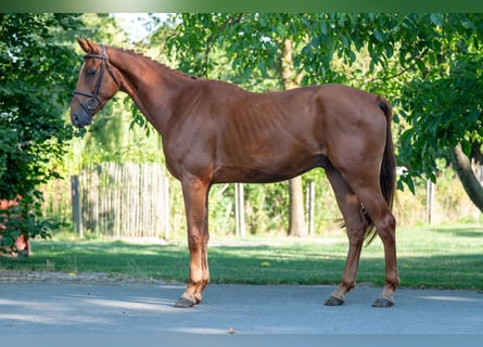Zangersheider, Wallach, 4 Jahre, 175 cm, Fuchs