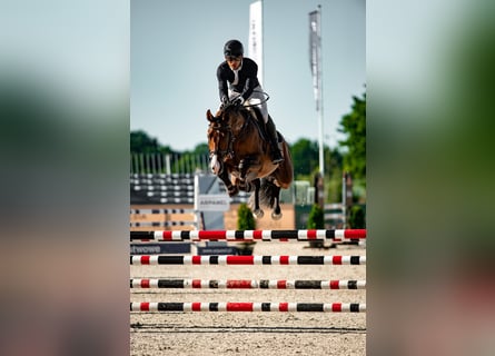 Zangersheider, Wallach, 5 Jahre, 159 cm, Rotbrauner