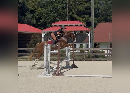 Zangersheider, Wallach, 5 Jahre, 160 cm, Dunkelfuchs