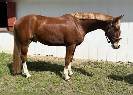 Zangersheider, Wallach, 5 Jahre, 160 cm, Dunkelfuchs