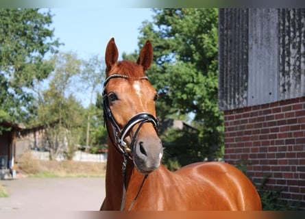 Zangersheider, Wallach, 5 Jahre, 163 cm, Fuchs