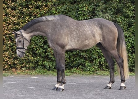 Zangersheider, Wallach, 5 Jahre, 164 cm, White