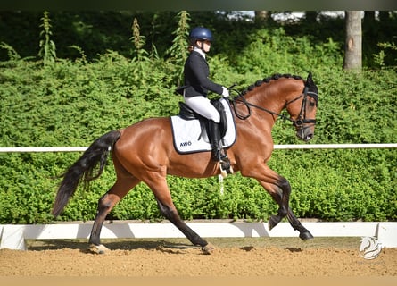 Zangersheider, Wallach, 5 Jahre, 165 cm, Brauner