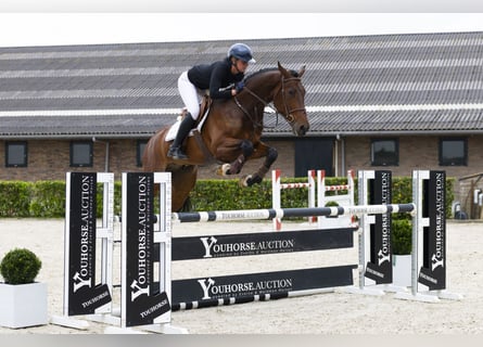 Zangersheider, Wallach, 5 Jahre, 166 cm, Brauner