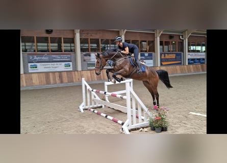 Zangersheider, Wallach, 5 Jahre, 166 cm, Dunkelbrauner