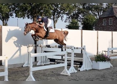 Zangersheider, Wallach, 5 Jahre, 166 cm, Fuchs