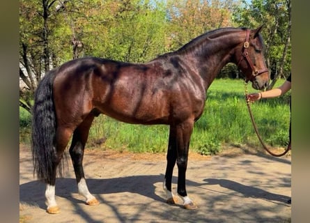 Zangersheider, Wallach, 5 Jahre, 167 cm, Brauner