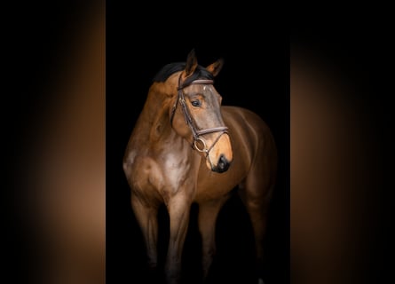 Zangersheider, Wallach, 5 Jahre, 167 cm, Brauner
