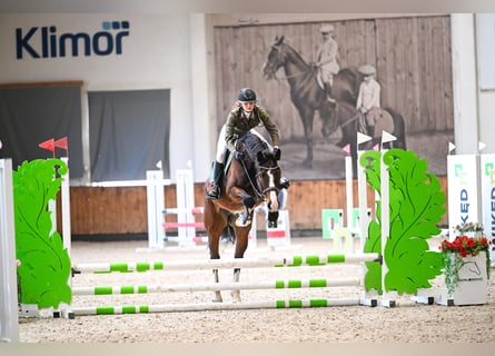 Zangersheider, Wallach, 5 Jahre, 168 cm, Brauner