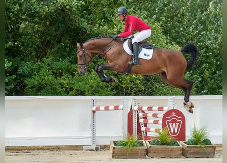 Zangersheider, Wallach, 5 Jahre, 168 cm, Brauner