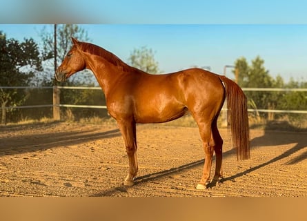 Zangersheider, Wallach, 5 Jahre, 168 cm, Fuchs