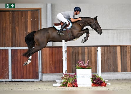 Zangersheider, Wallach, 5 Jahre, 168 cm, Rotbrauner