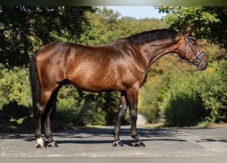 Zangersheider, Wallach, 5 Jahre, 169 cm, Brauner