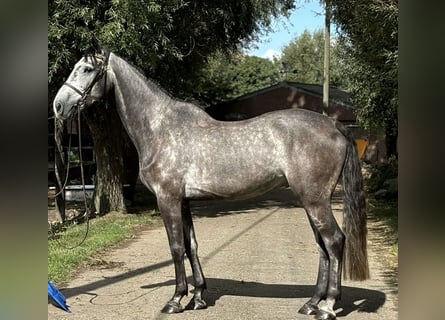 Zangersheider, Wallach, 5 Jahre, 169 cm, Schimmel