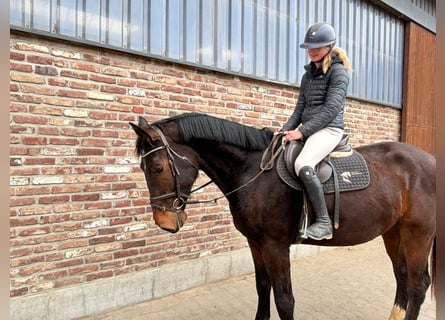 Zangersheider, Wallach, 5 Jahre, 170 cm, Brauner