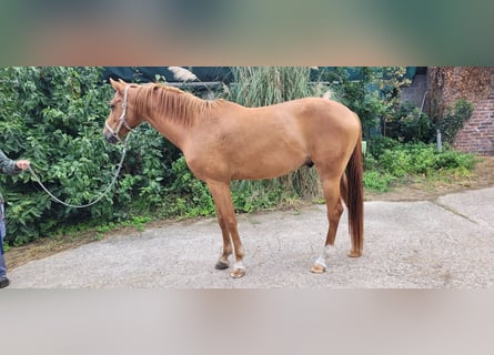 Zangersheider, Wallach, 5 Jahre, 170 cm, Hellbrauner