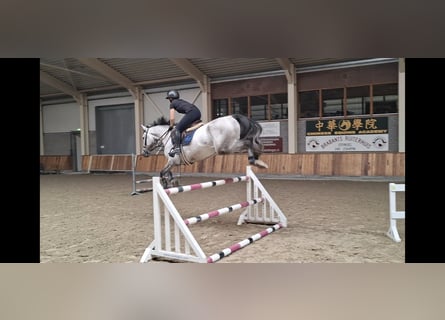 Zangersheider, Wallach, 5 Jahre, 170 cm, Schimmel