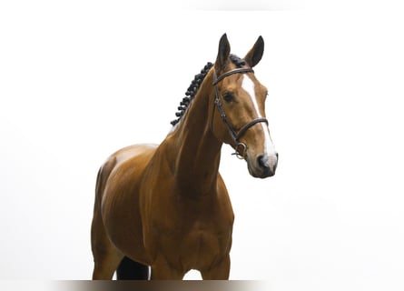 Zangersheider, Wallach, 5 Jahre, 171 cm, Brauner