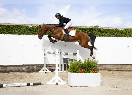Zangersheider, Wallach, 5 Jahre, 171 cm, Brauner