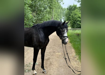 Zangersheider, Wallach, 5 Jahre, 171 cm, Rappschimmel