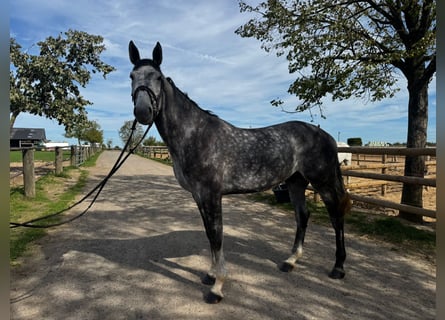 Zangersheider, Wallach, 5 Jahre, 172 cm, Apfelschimmel