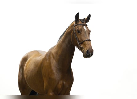 Zangersheider, Wallach, 5 Jahre, 172 cm, Brauner