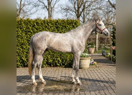 Zangersheider, Wallach, 5 Jahre, 172 cm, Schimmel