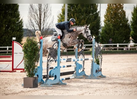 Zangersheider, Wallach, 5 Jahre, 173 cm, Apfelschimmel