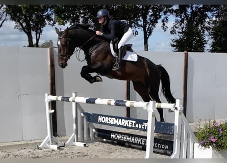 Zangersheider, Wallach, 5 Jahre, 175 cm, Brauner