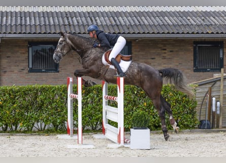 Zangersheider, Wallach, 5 Jahre, 175 cm, Dunkelfuchs