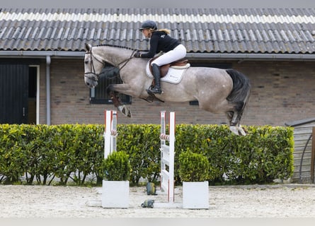 Zangersheider, Wallach, 5 Jahre, 175 cm, Schimmel