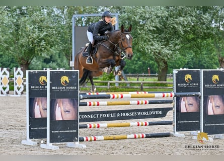Zangersheider, Wallach, 5 Jahre, Dunkelbrauner