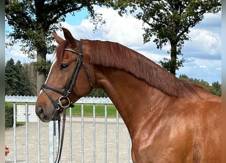 Zangersheider, Wallach, 6 Jahre, 163 cm, Fuchs